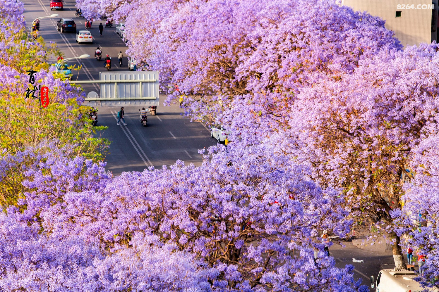 盛放的蓝花楹西昌航天路风景