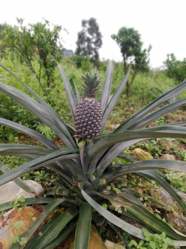 һô