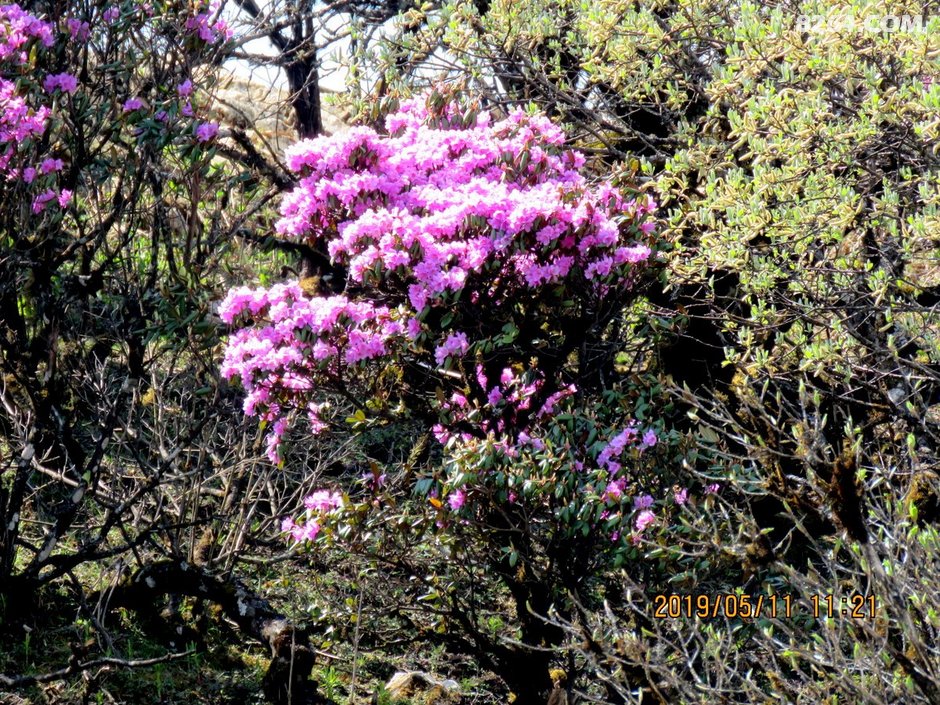 汽车从洱源进入凤羽,来到铁甲村,开始盘旋在这以华山松为主的森林之中