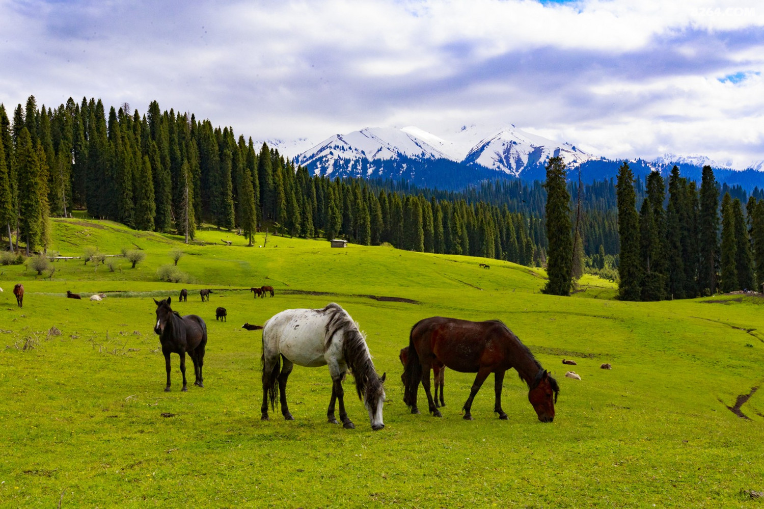 1日4季5大草原6天完美穿越120公里(原创路线攻略 实拍美图) - 第骋 