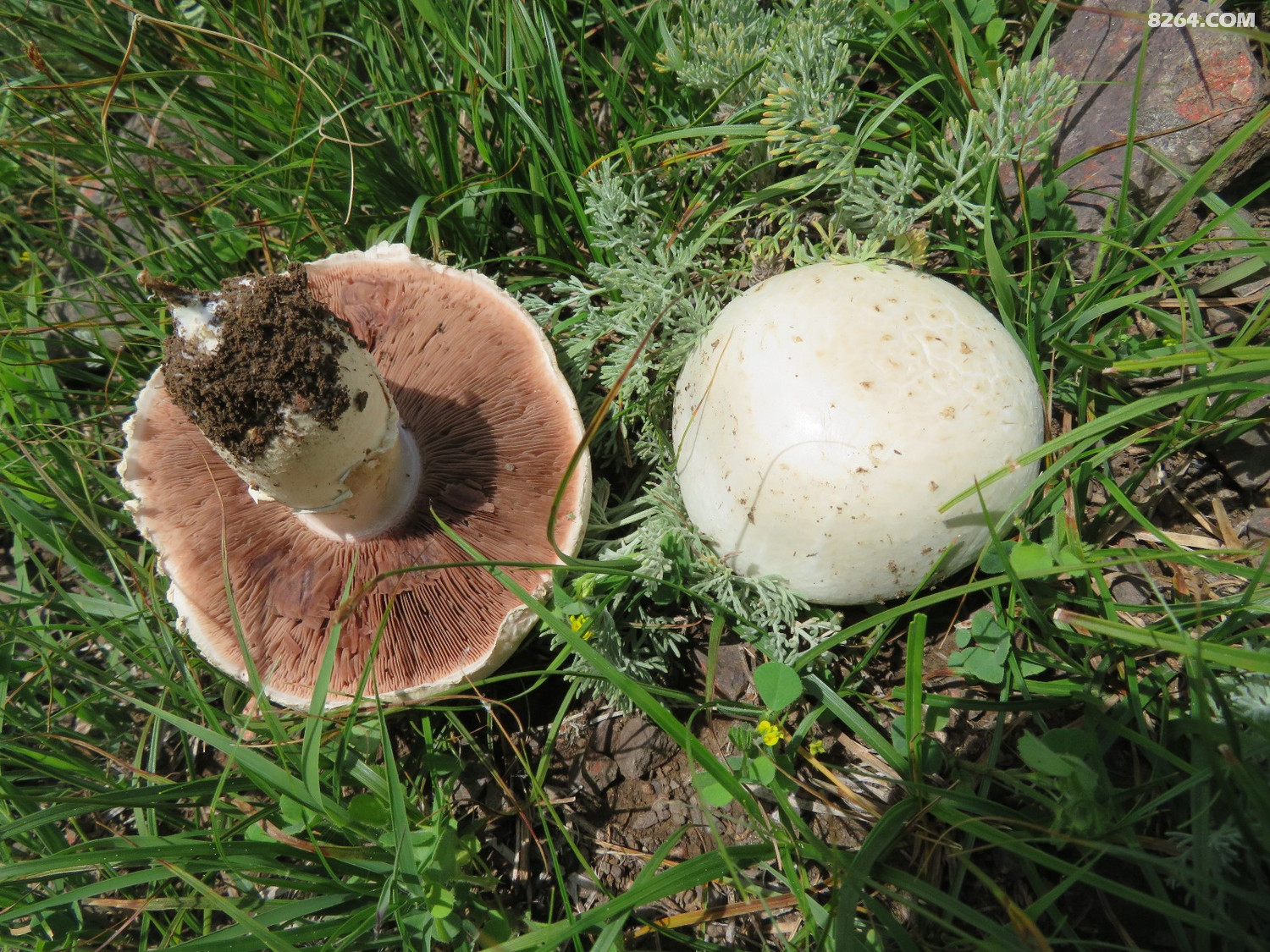 天山 蘑菇 草莓 - 第1页 - 新疆 - 8264户外