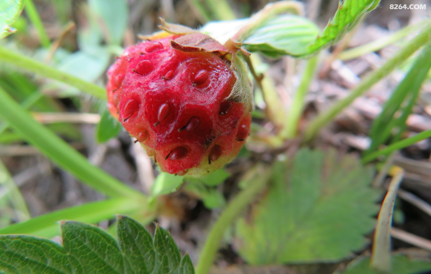 天山 蘑菇 草莓