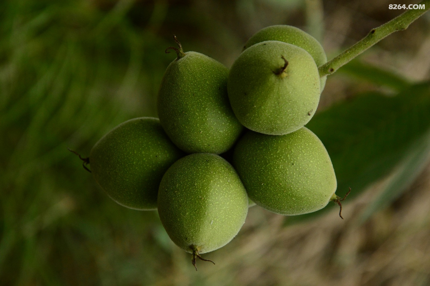 白草坪——三峰山——二道沟环游(20190707)