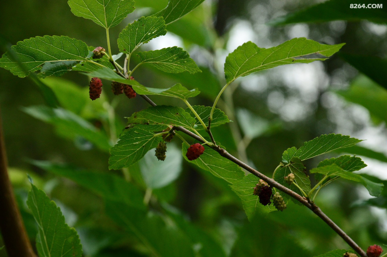 白草坪——三峰山——二道沟环游(20190707)