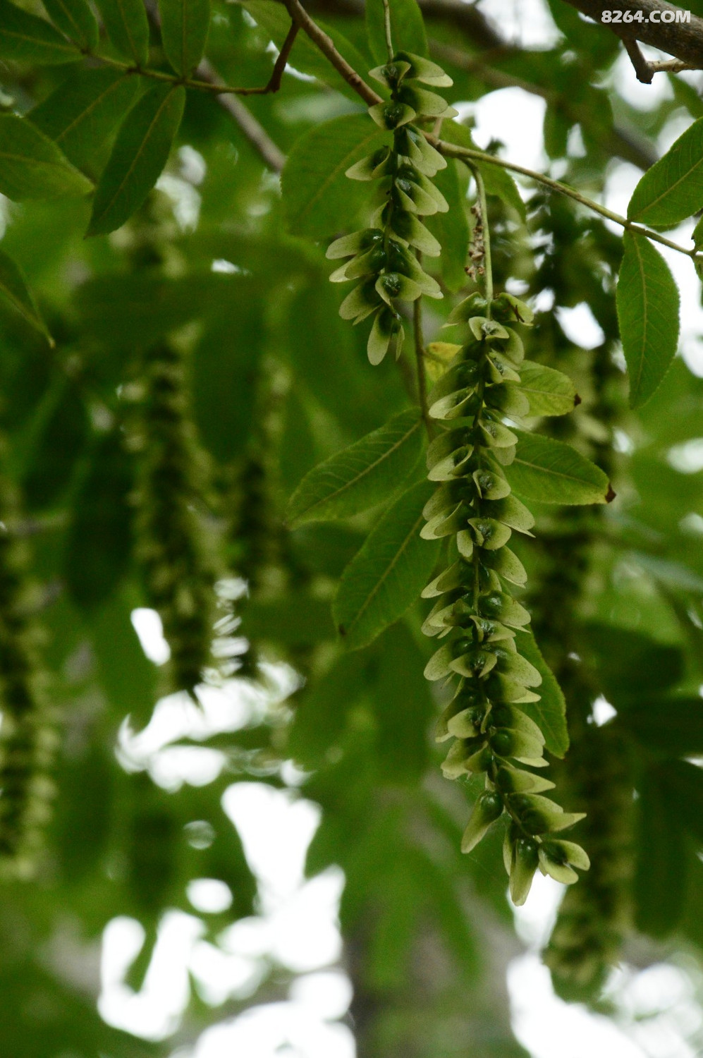 dsc_4469(枫杨果序).jpg