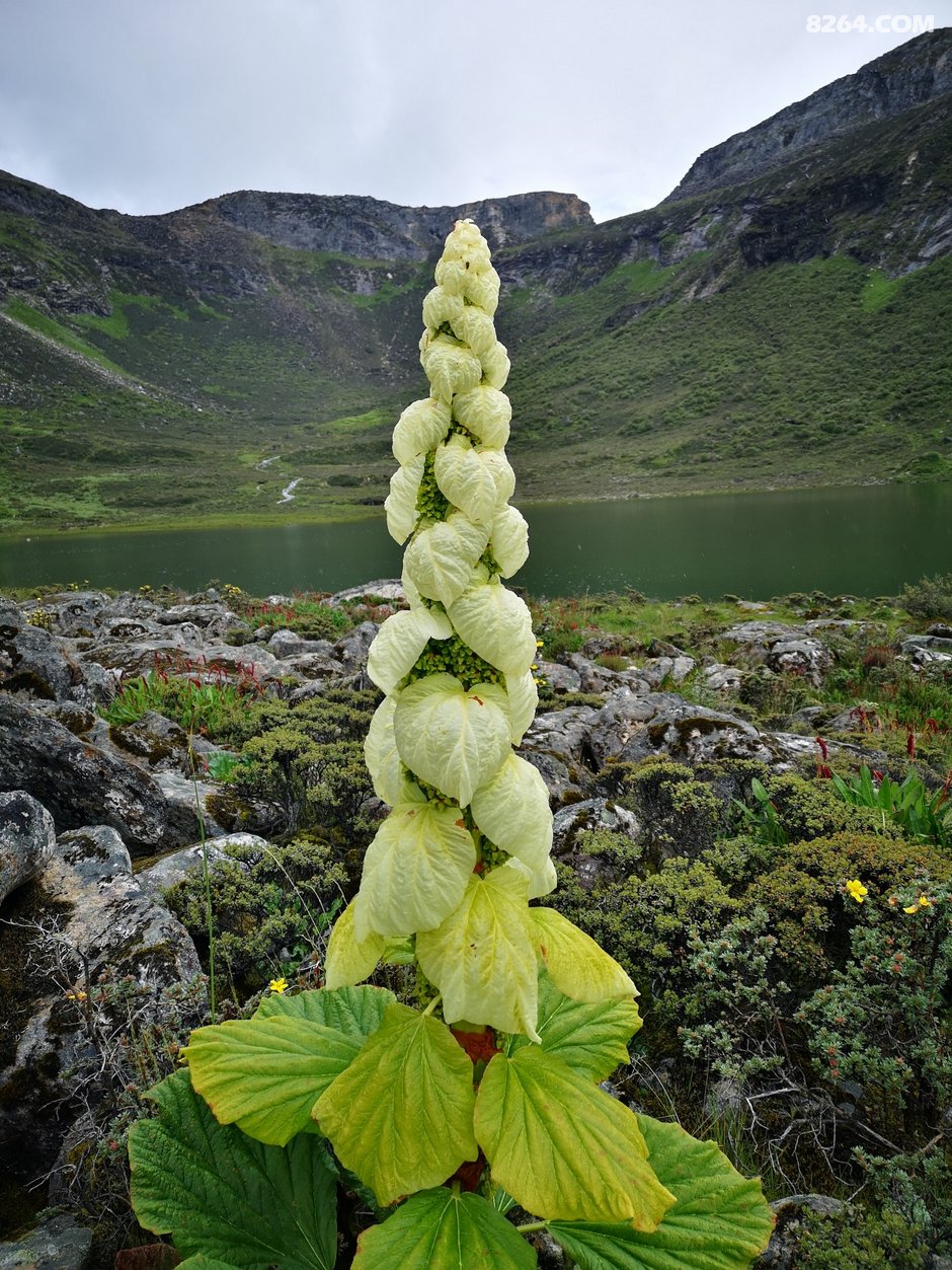 这里的这种植物和博格达的天山雪莲味道极像,满山好闻的味道.
