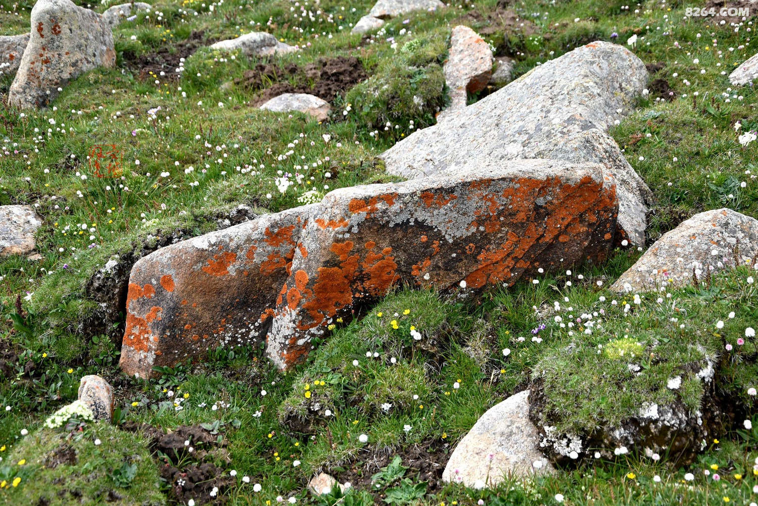 甘加秘境法螺顶乱石阵风光
