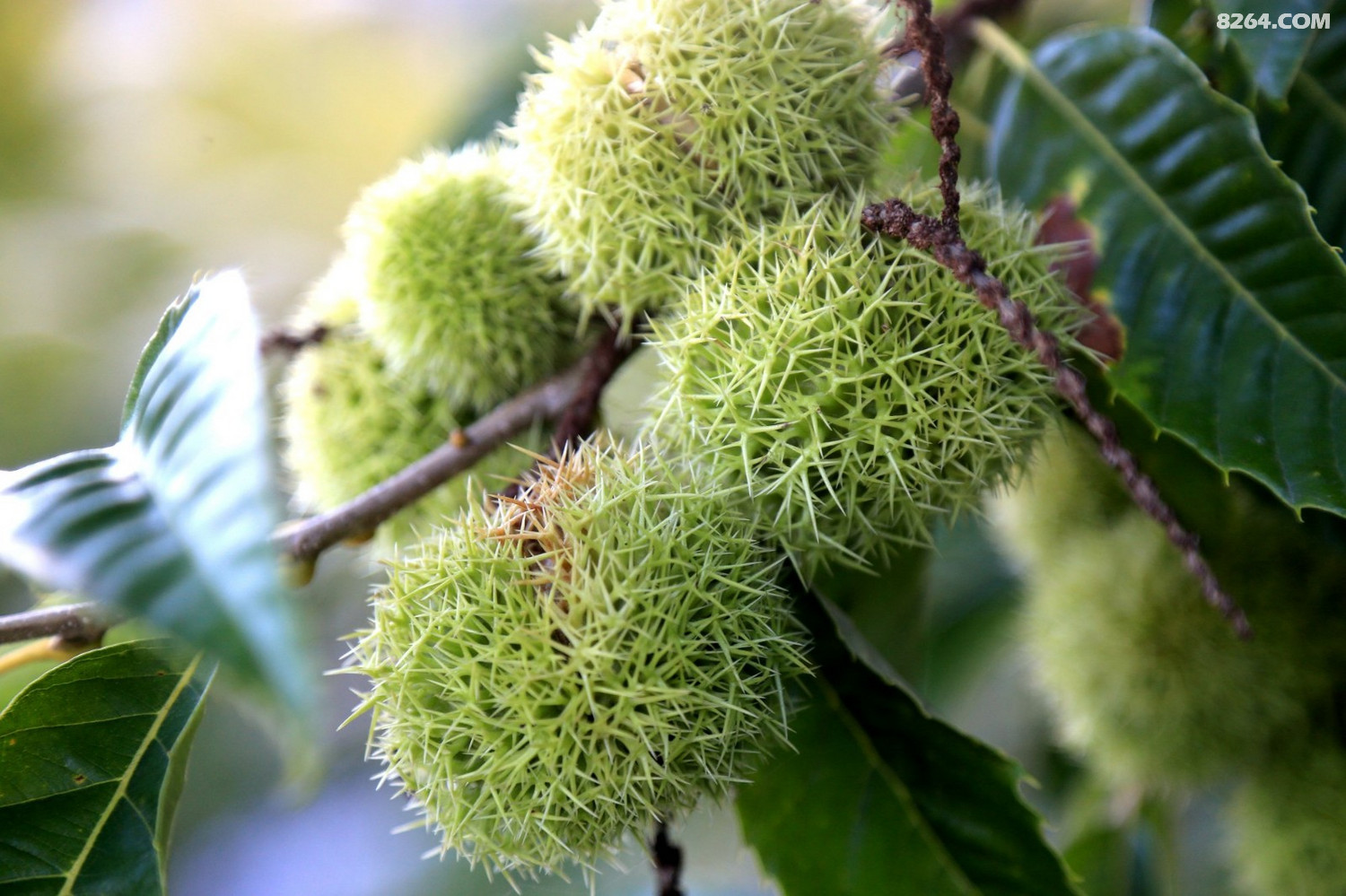 白山户外群集安秋皮峡谷穿瀑布观石峰望鸭江穿越活动