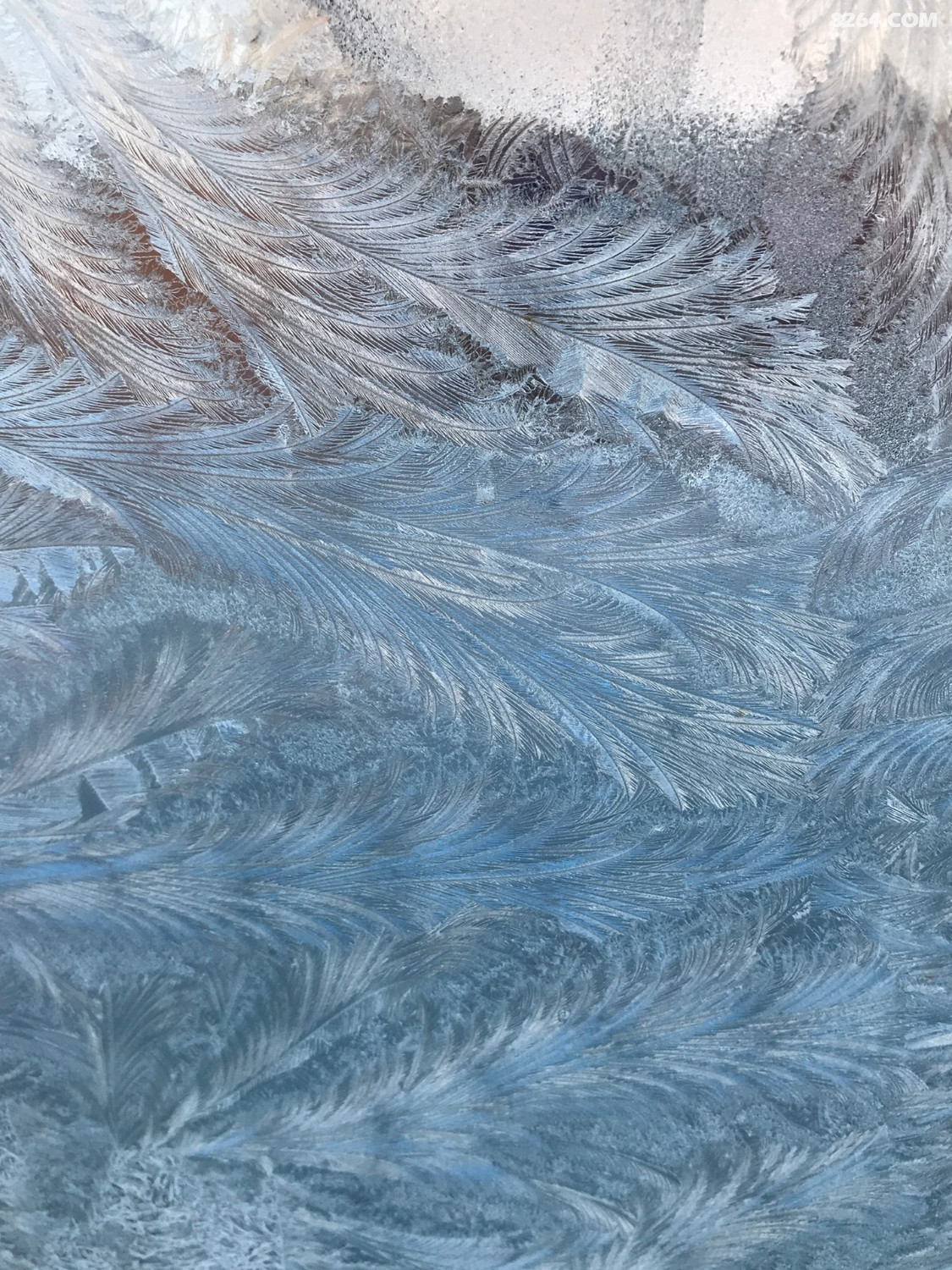 神奇的玻璃上的霜花