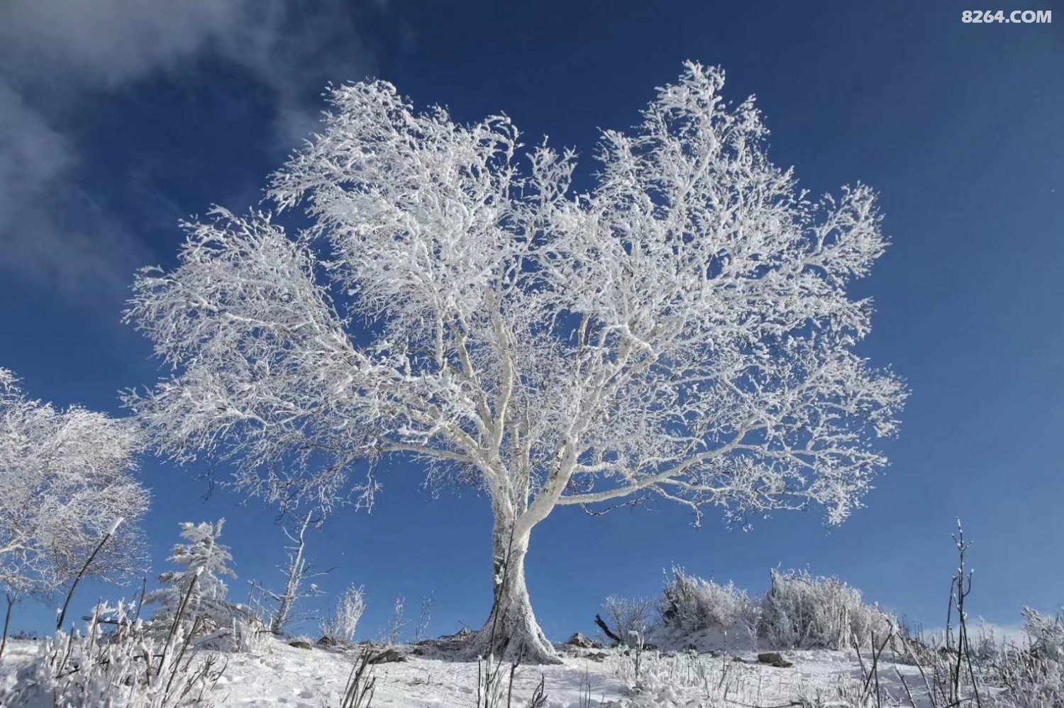 大美白山初冬雾松
