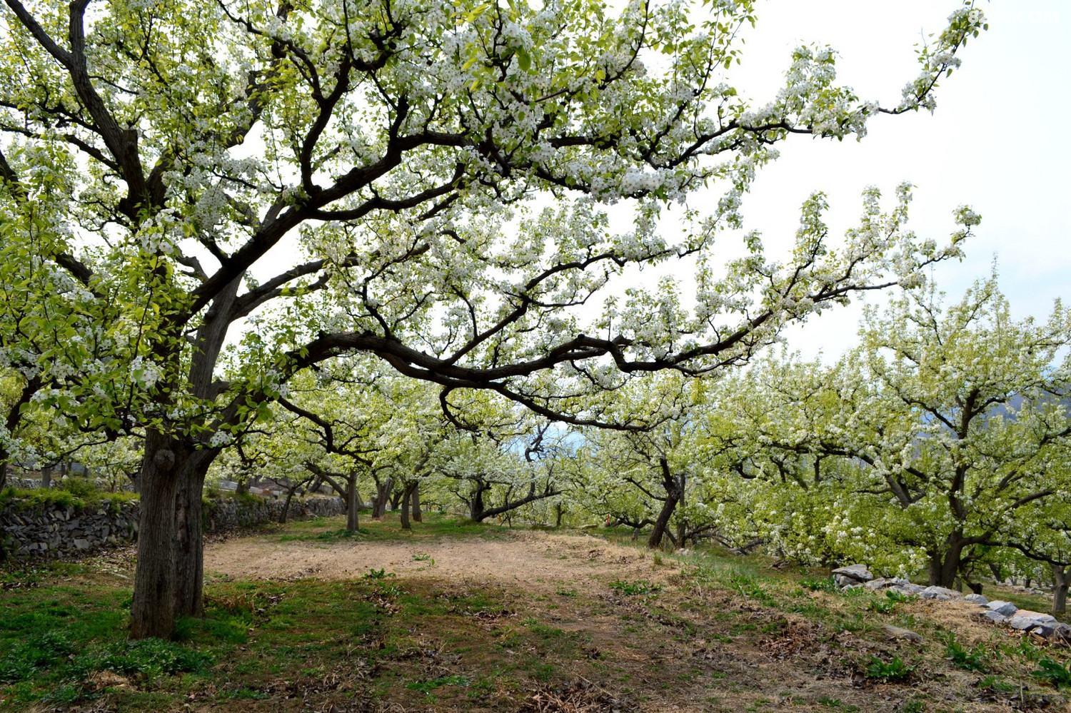 千树万树梨花开东山大清贡梨园
