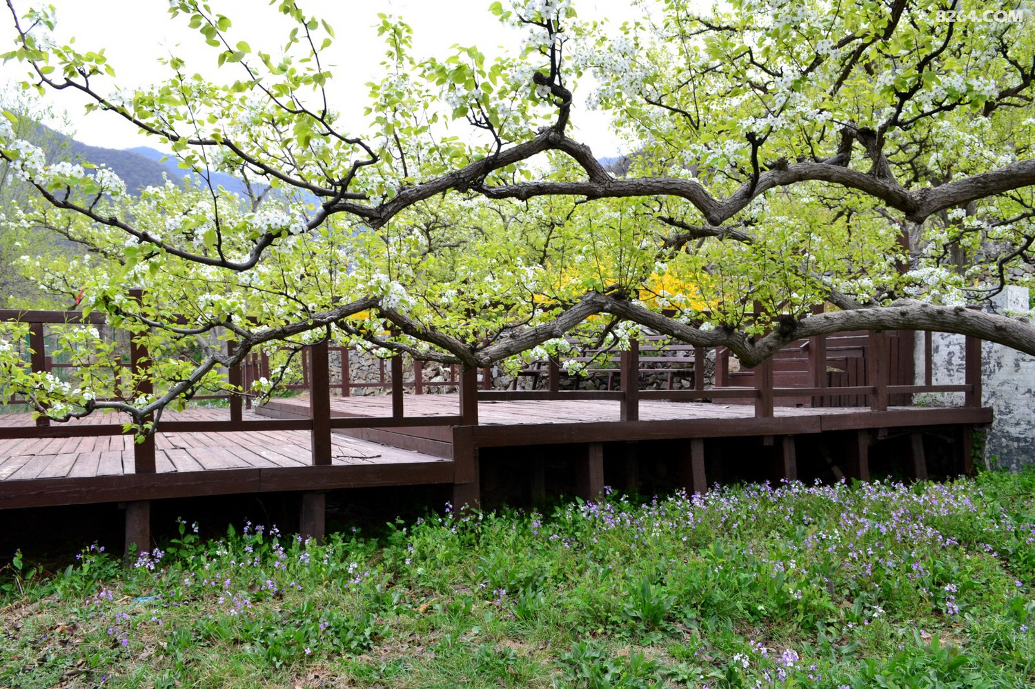 千树万树梨花开东山大清贡梨园