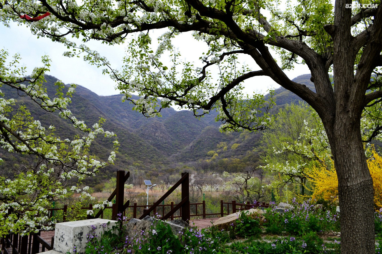 千树万树梨花开东山大清贡梨园