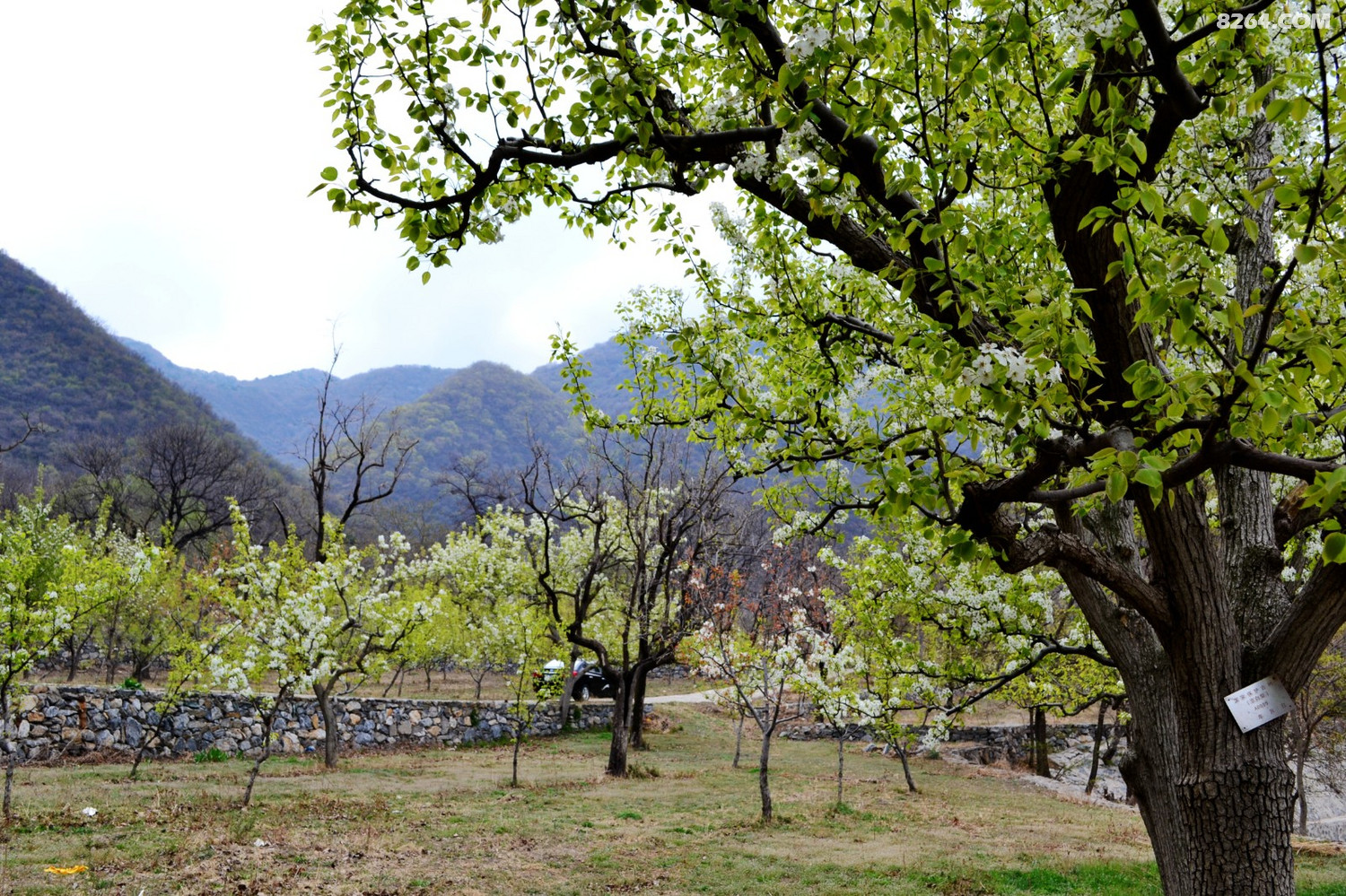 千树万树梨花开东山大清贡梨园