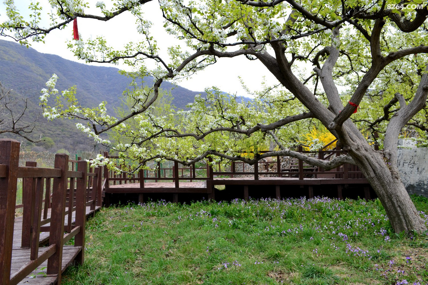 千树万树梨花开东山大清贡梨园