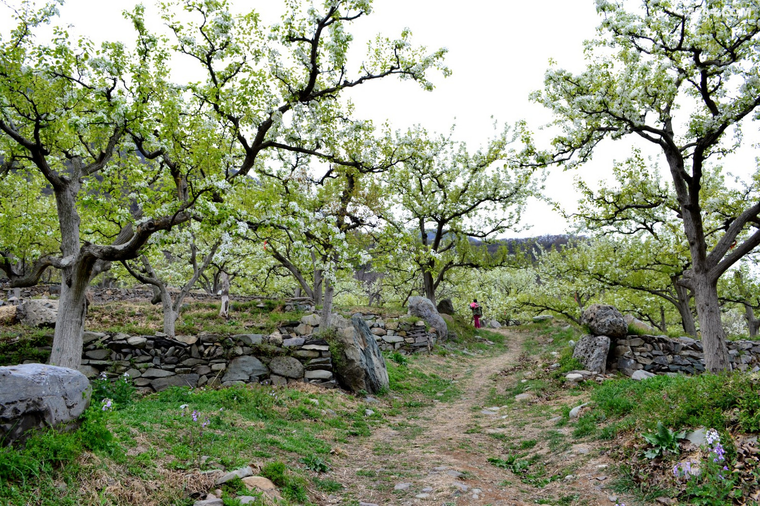 千树万树梨花开东山大清贡梨园