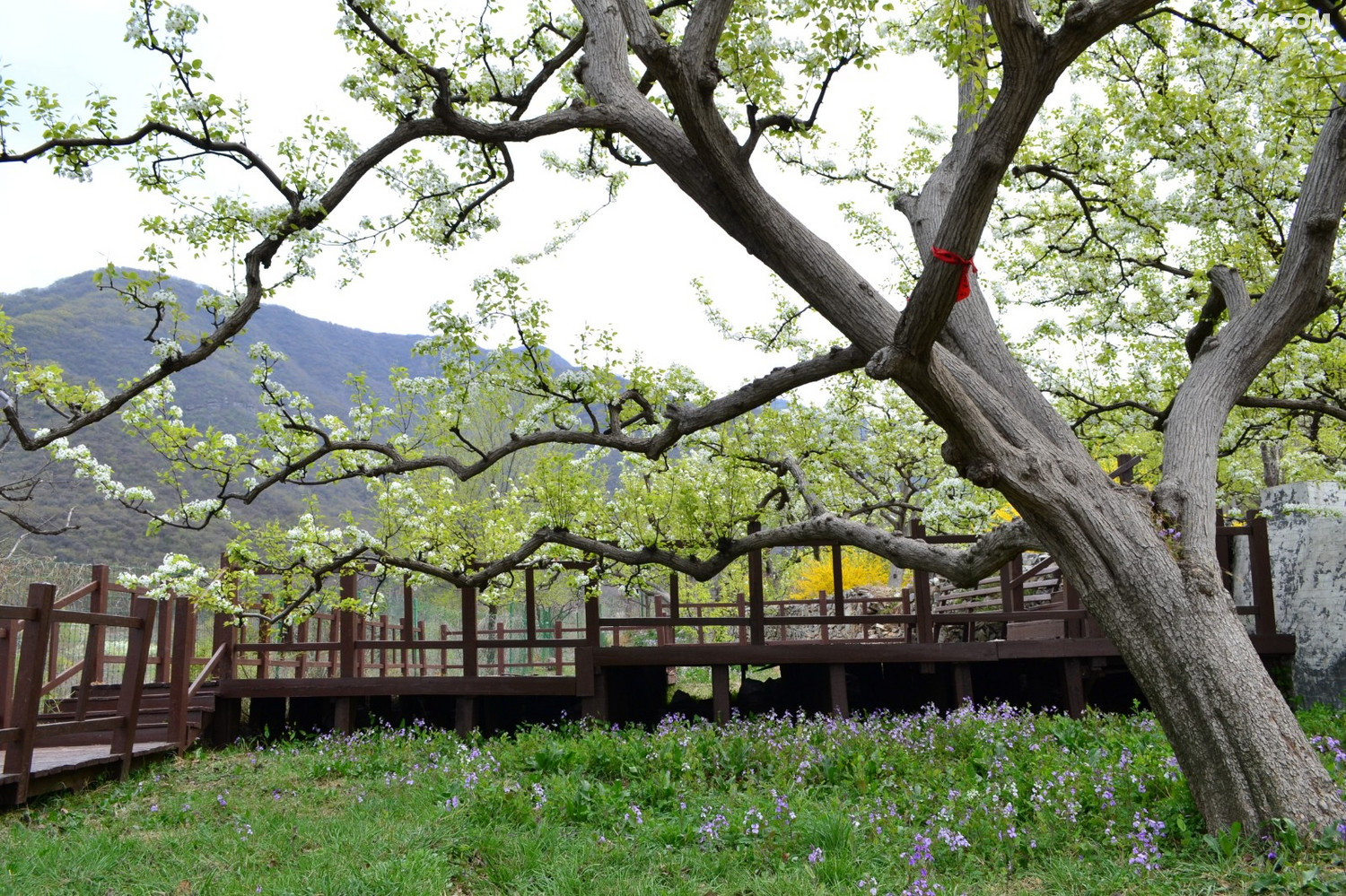 千树万树梨花开东山大清贡梨园