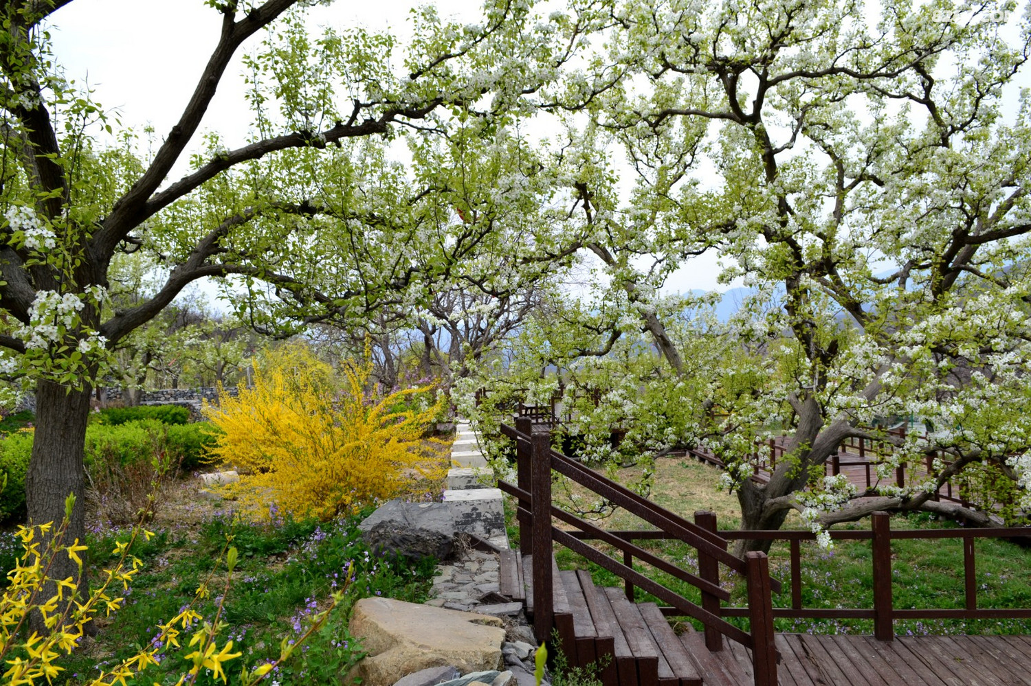 千树万树梨花开东山大清贡梨园