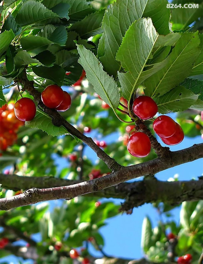 山色峪的花开完了,马上就要迎来樱桃成熟的时候,唯美的山色峪在向你招