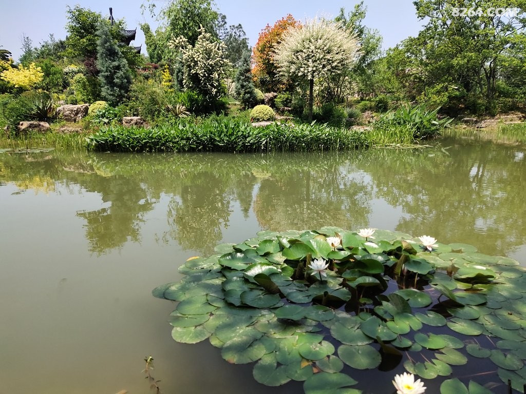 溧水梦华苑:赏花观景好游处