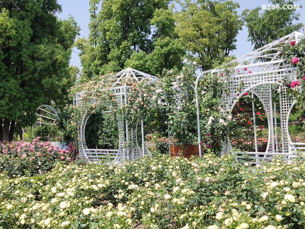 溧水梦华苑:赏花观景好游处