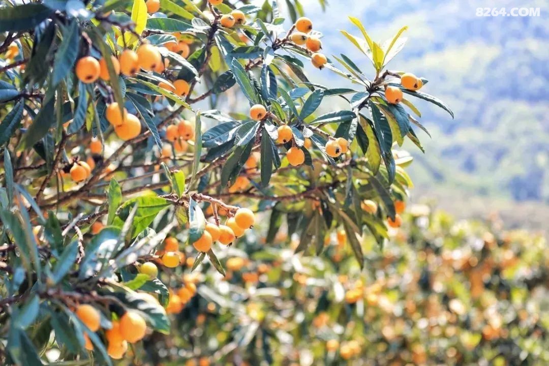 523524工人疗养院疗养聚餐度假象山摘白枇杷活动