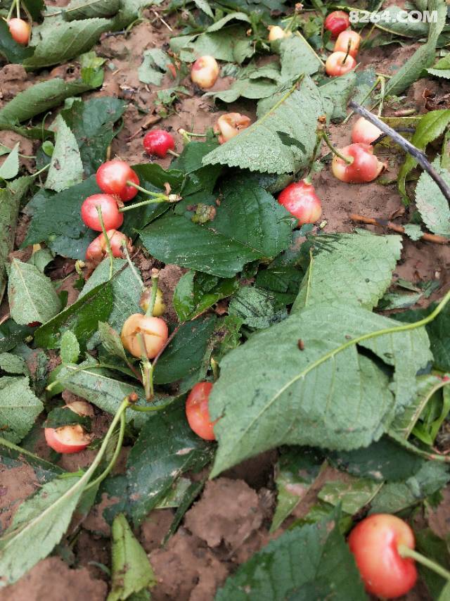 打落在地上的樱桃果