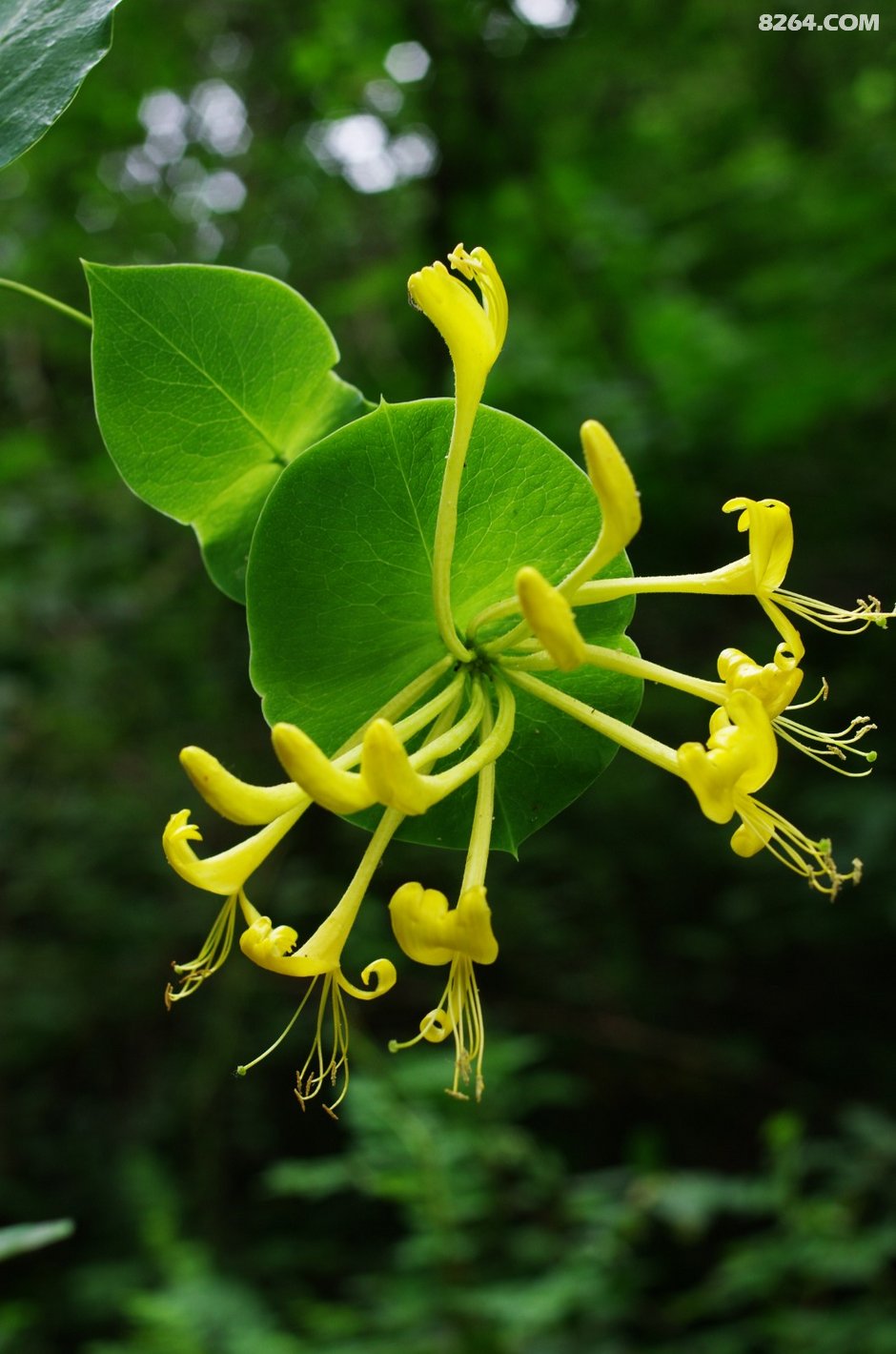 第一次见到这么大的盘叶忍冬,大叶银花,和前面的那个金银花都是一类.