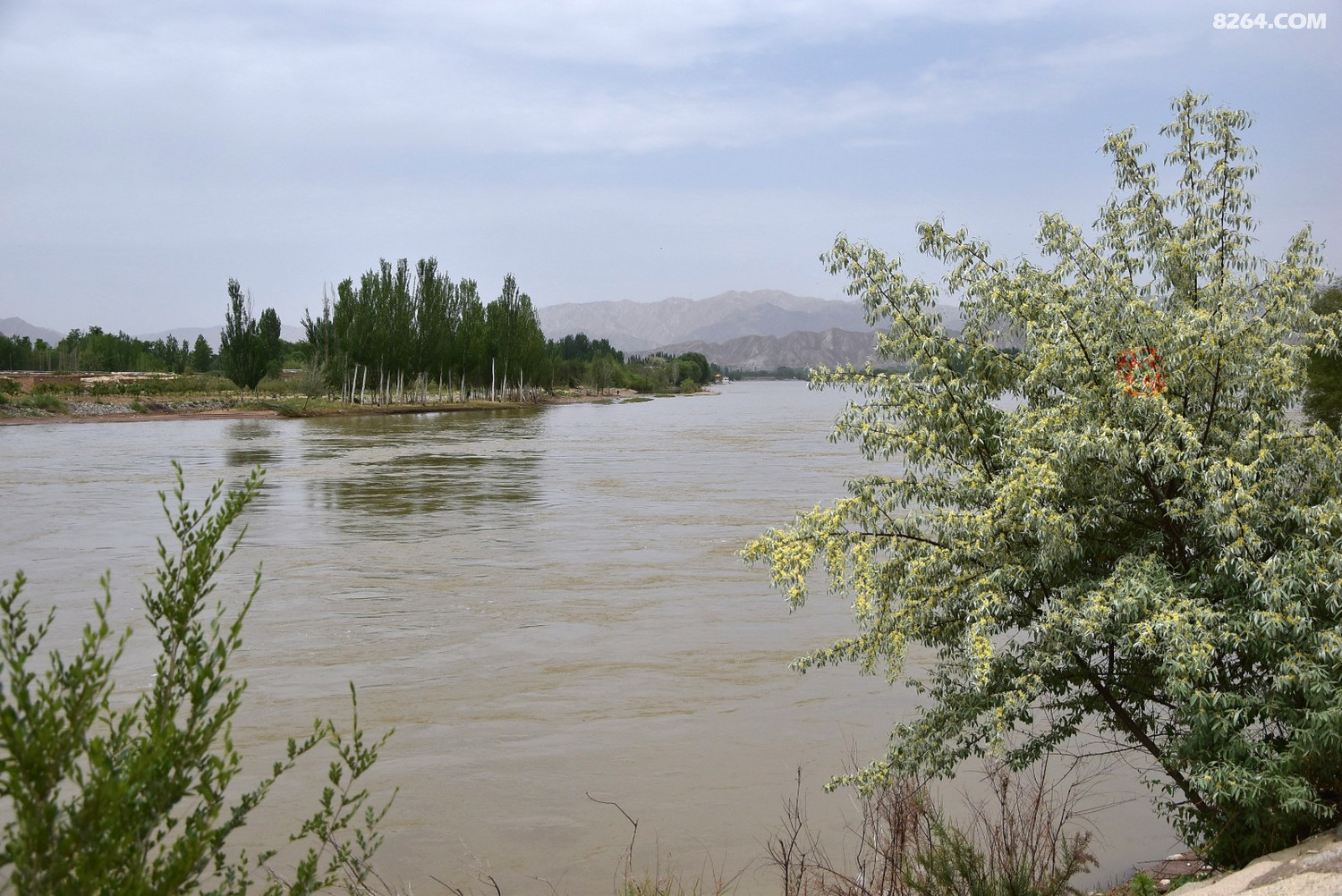 黄河岸边景色美