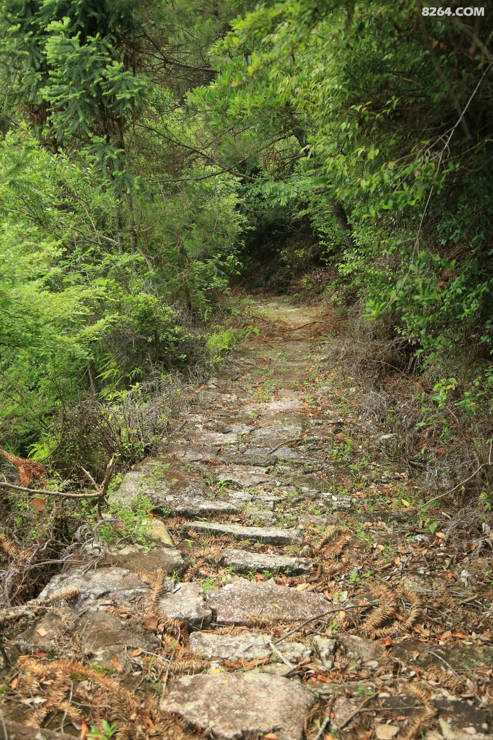 屏南茶盐古道之寿山村到白玉村