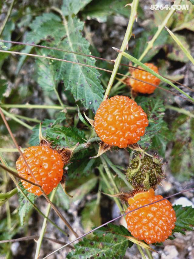 山坡上红艳艳的野生莓子,酸甜可口
