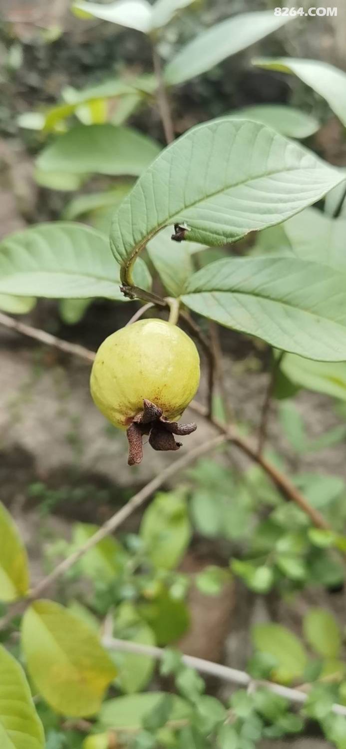 旁边的古道往秋峰寨出发,遇到的第一个亮点就是遇到一棵野生芭乐了