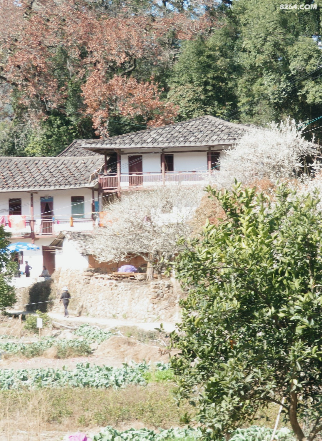 永泰溪洋村葛岭文埕湾2021年1月22日