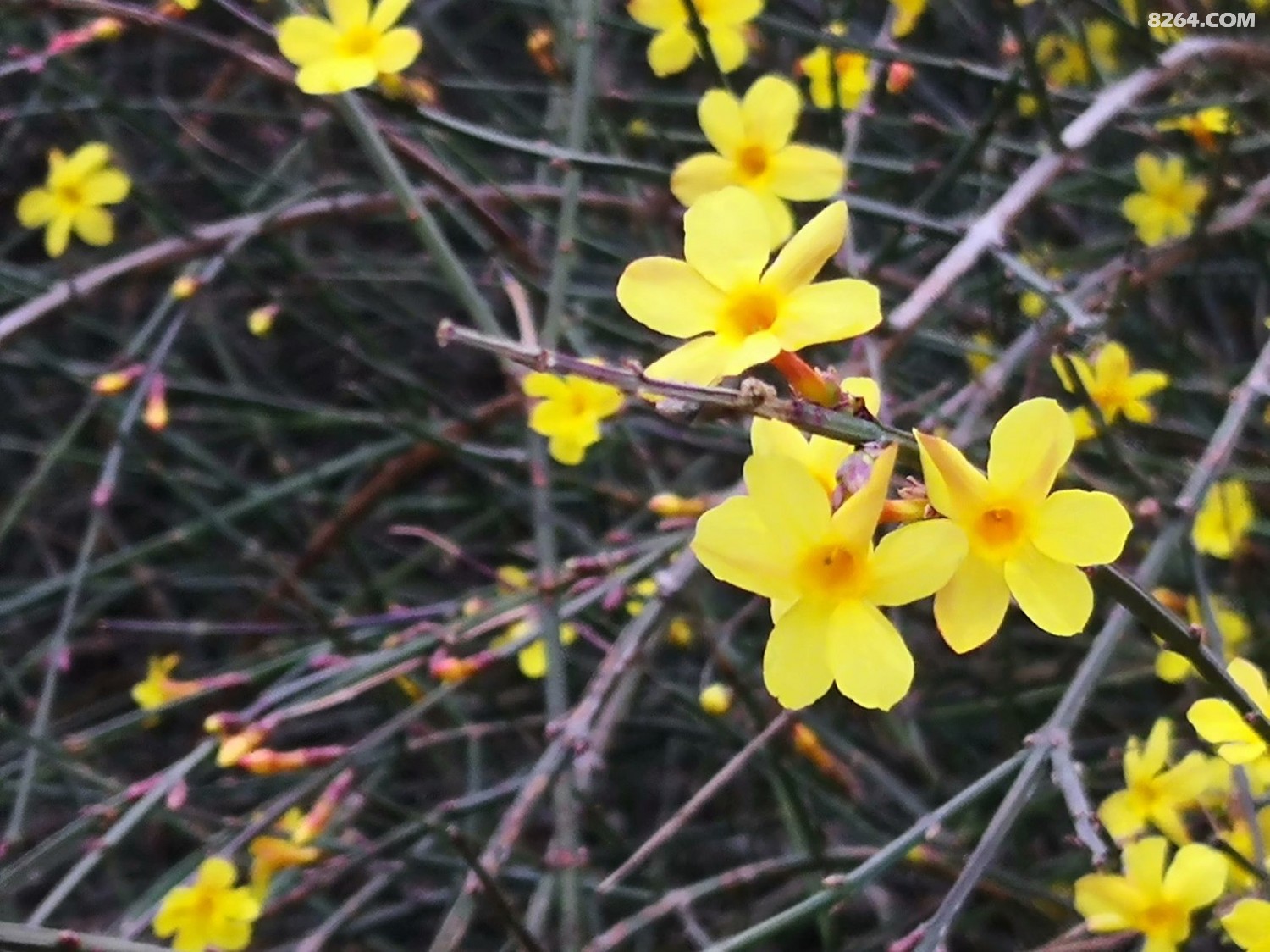 春花黄桃花艳石家庄的早春真养眼