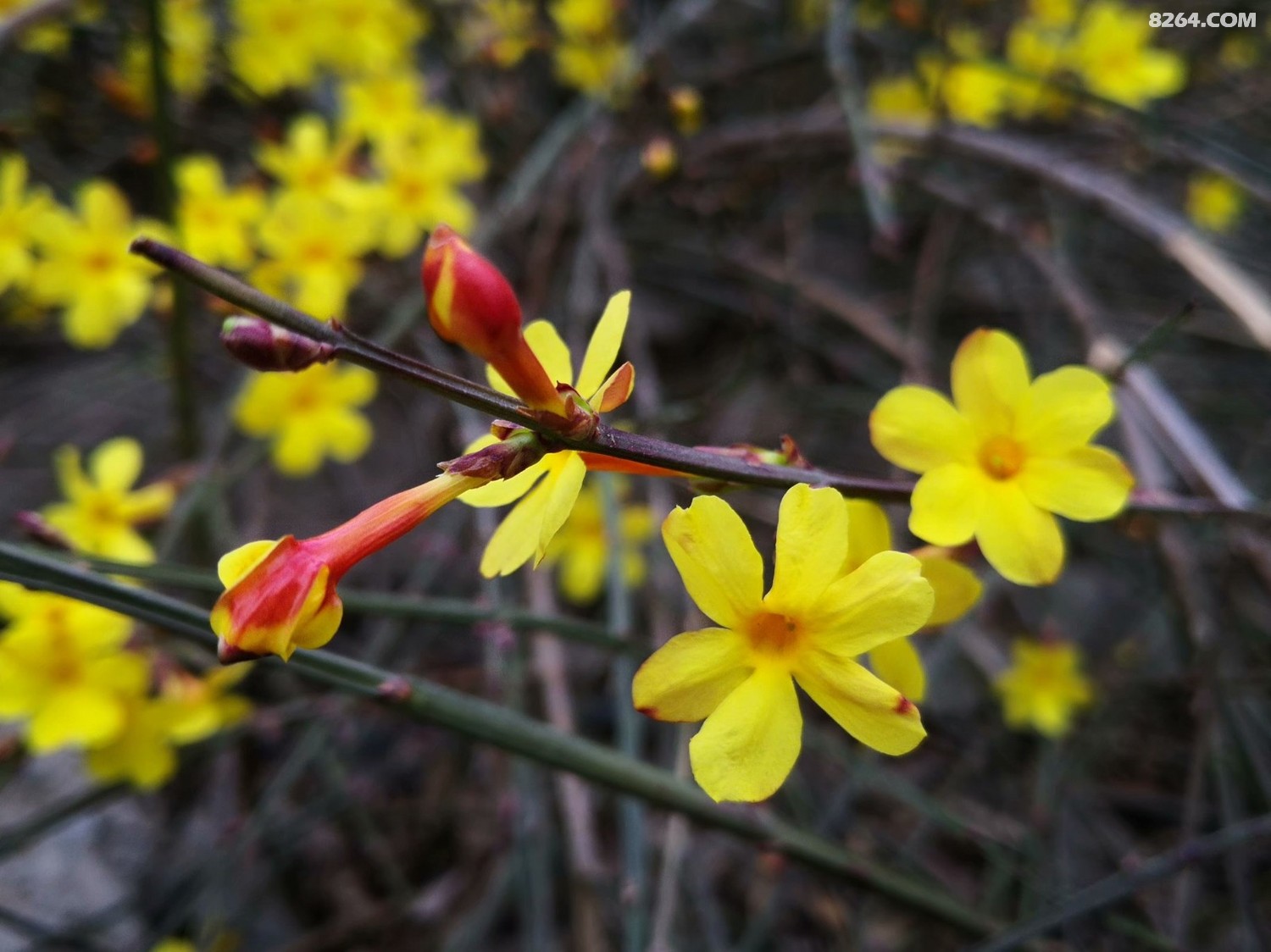 春花黄桃花艳石家庄的早春真养眼