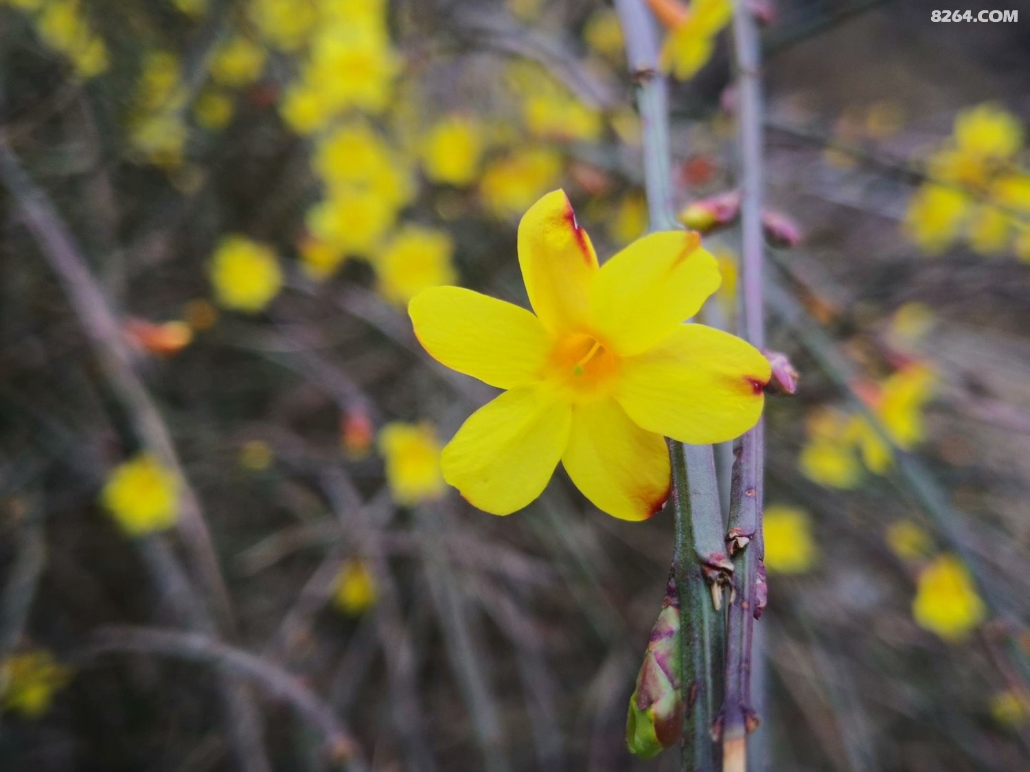春花黄桃花艳石家庄的早春真养眼