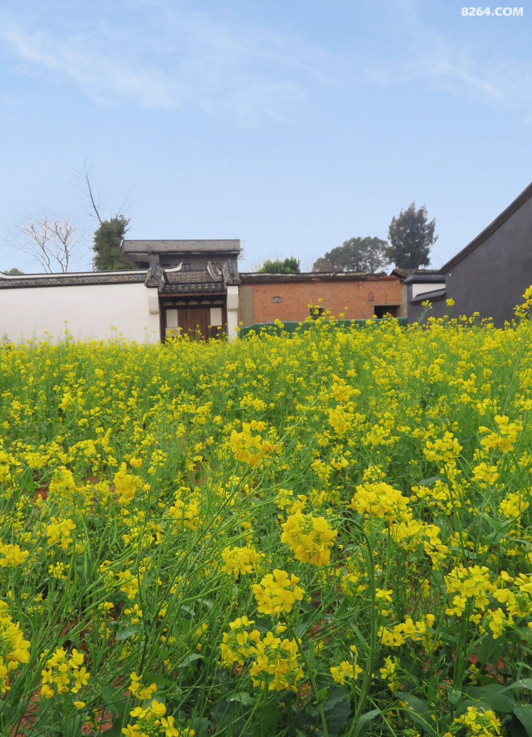 梁厝油菜花花谢中2021年3月6日