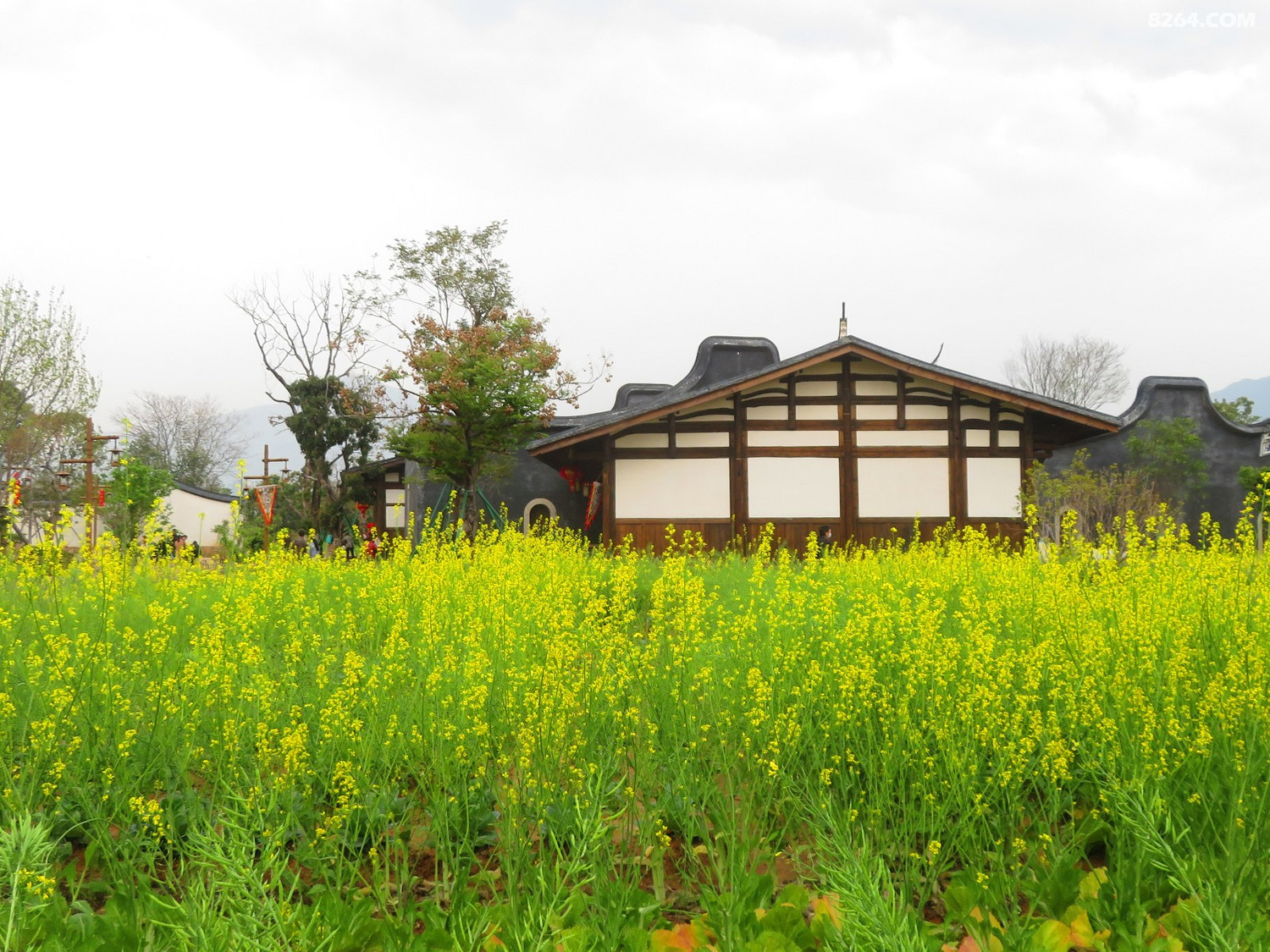 梁厝油菜花花谢中2021年3月6日