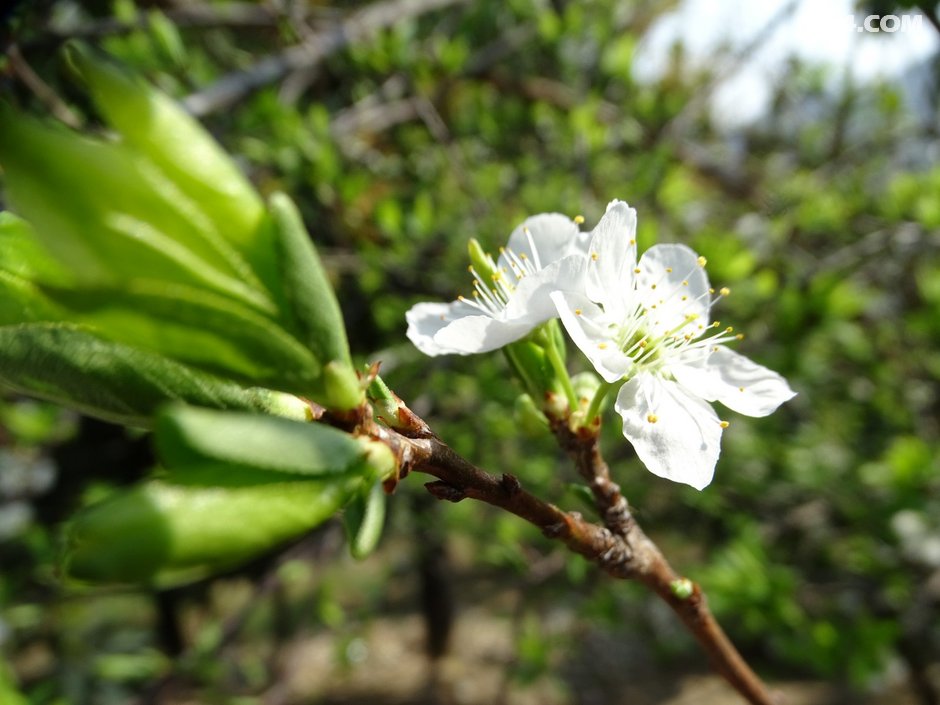 又称同蒿,蓬蒿,蒿菜,菊花菜,塘蒿,蒿子杆,蒿子,蓬花菜,桐花菜(在福建