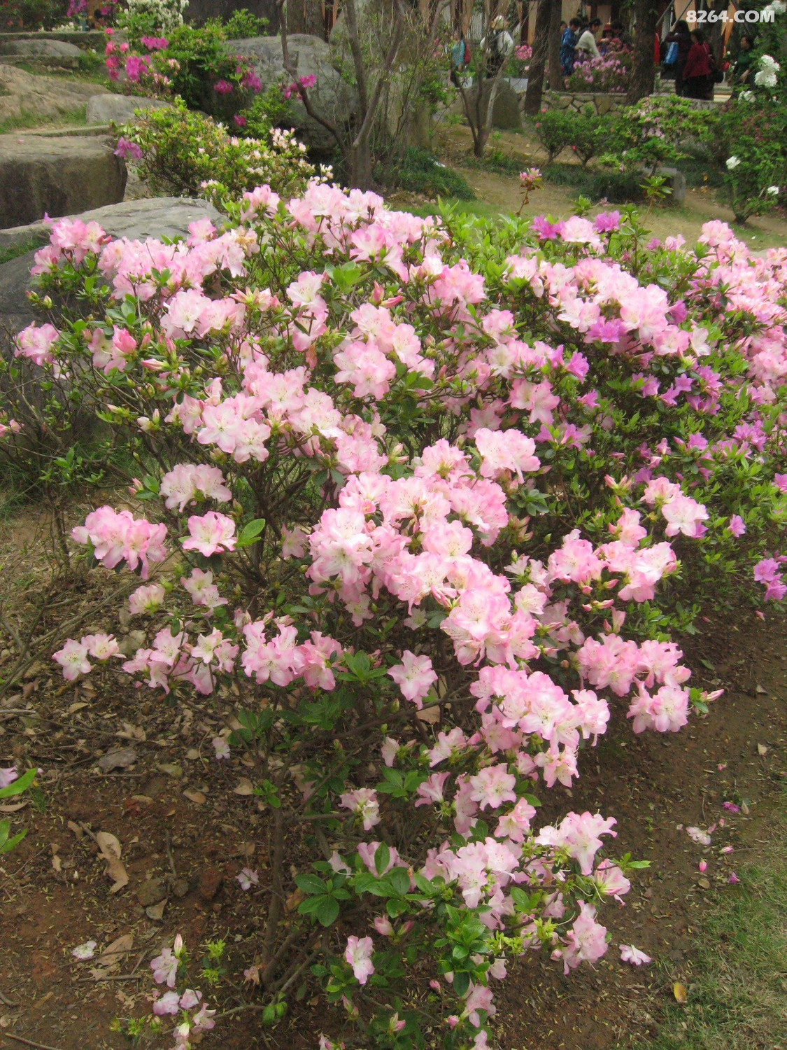 福州琴亭湖杜鹃花盛宴观赏[3月18日] - 第7页 - 福建 - 8264户外