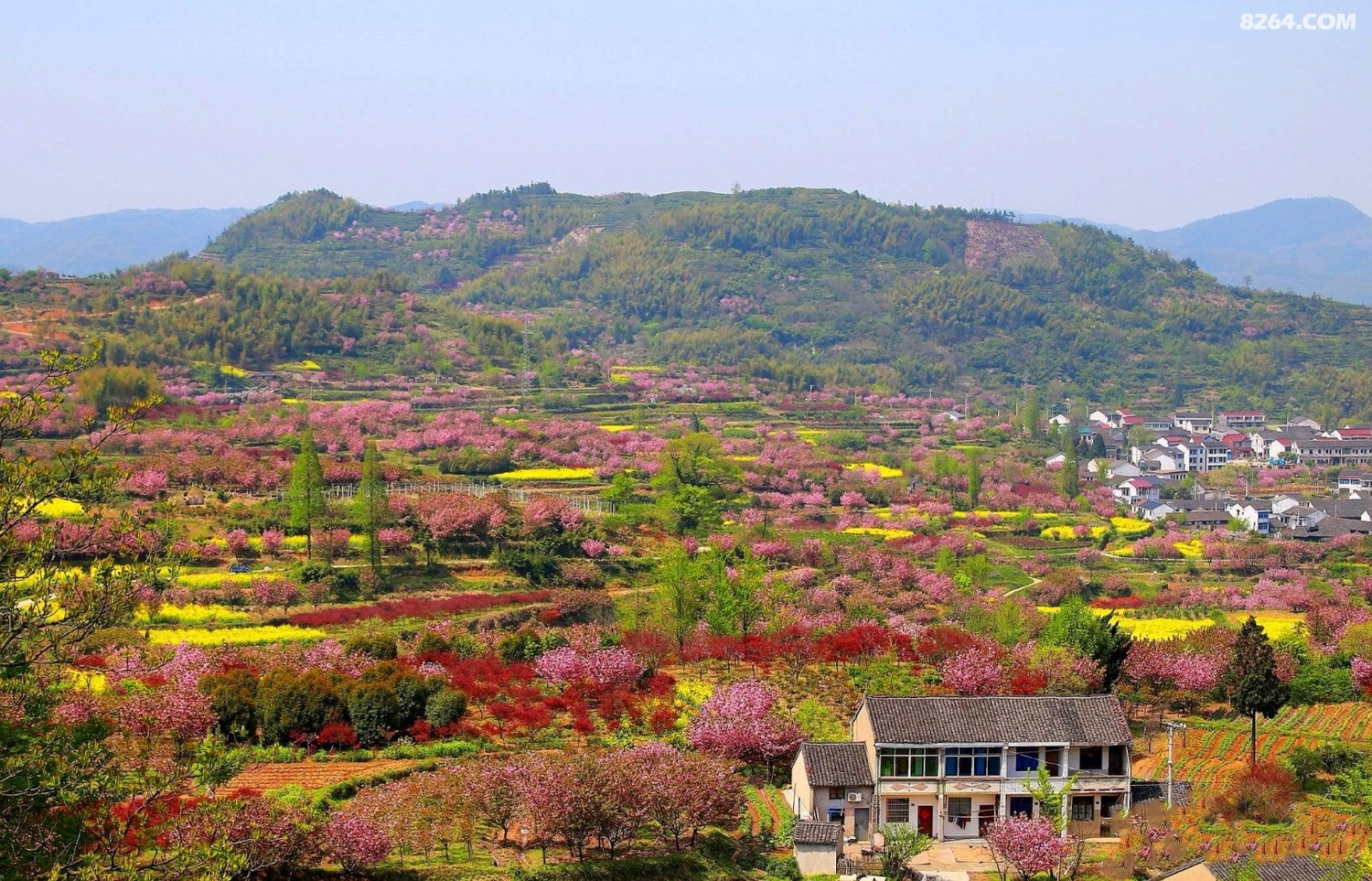 410411徒步中国樱花之乡鹿亭步道漫步四明山樱花基地万亩樱花盛开时