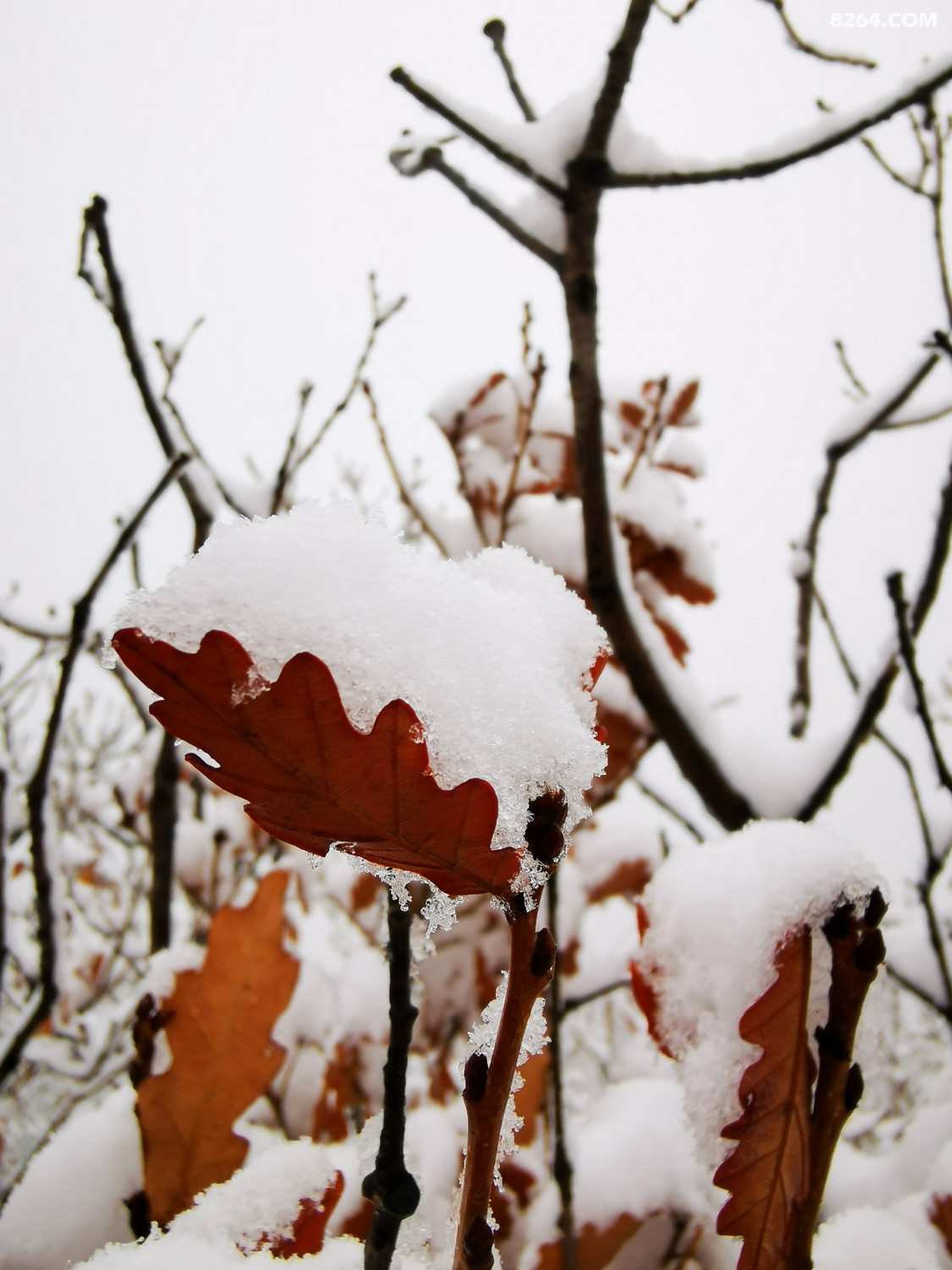 雨雪交加登山彰显团队精神林子户外第510次出行鞍山对桩石登山