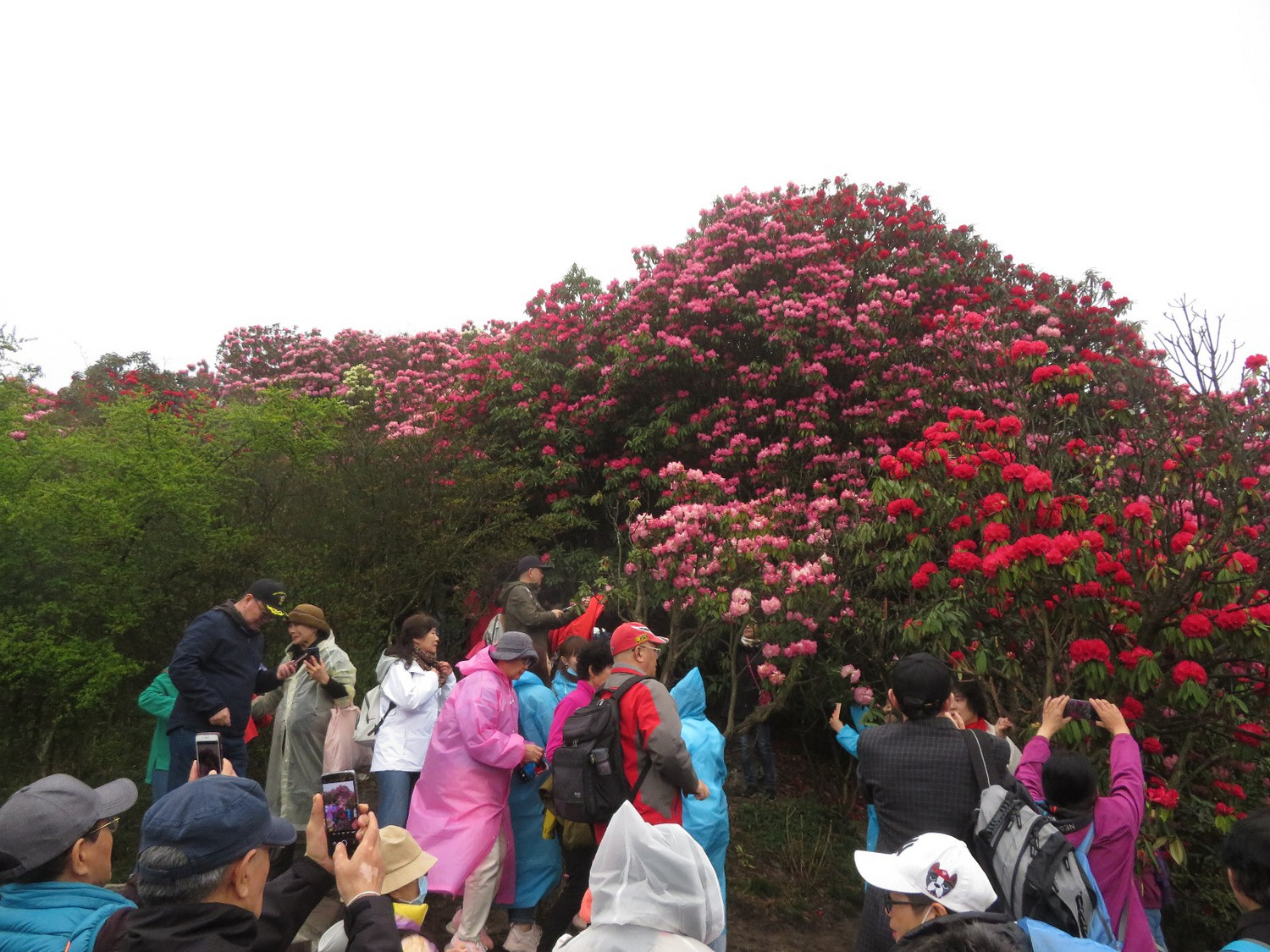 地球彩带世界花园之百里杜鹃2021年3月25日