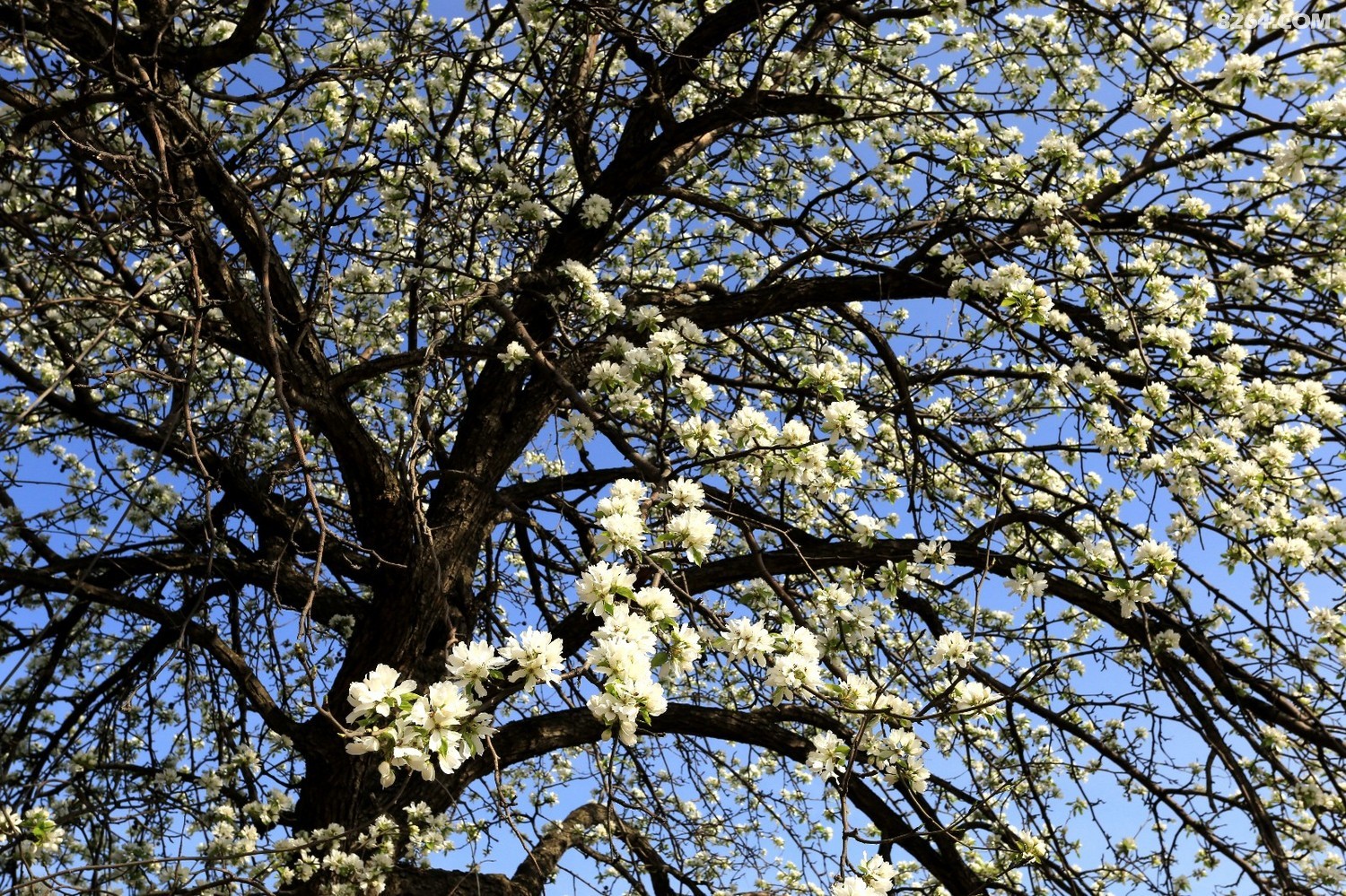 集安板石砬子赏花采菜一日游