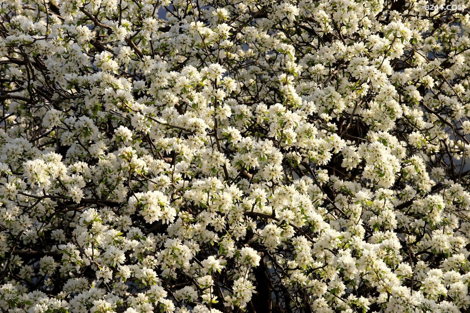 集安板石砬子赏花采菜一日游