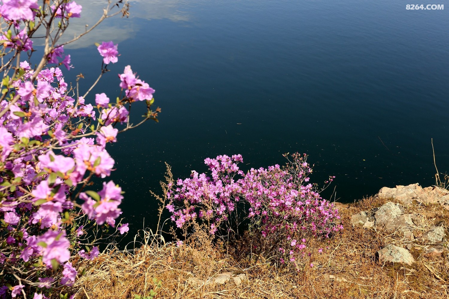 集安板石砬子赏花采菜一日游