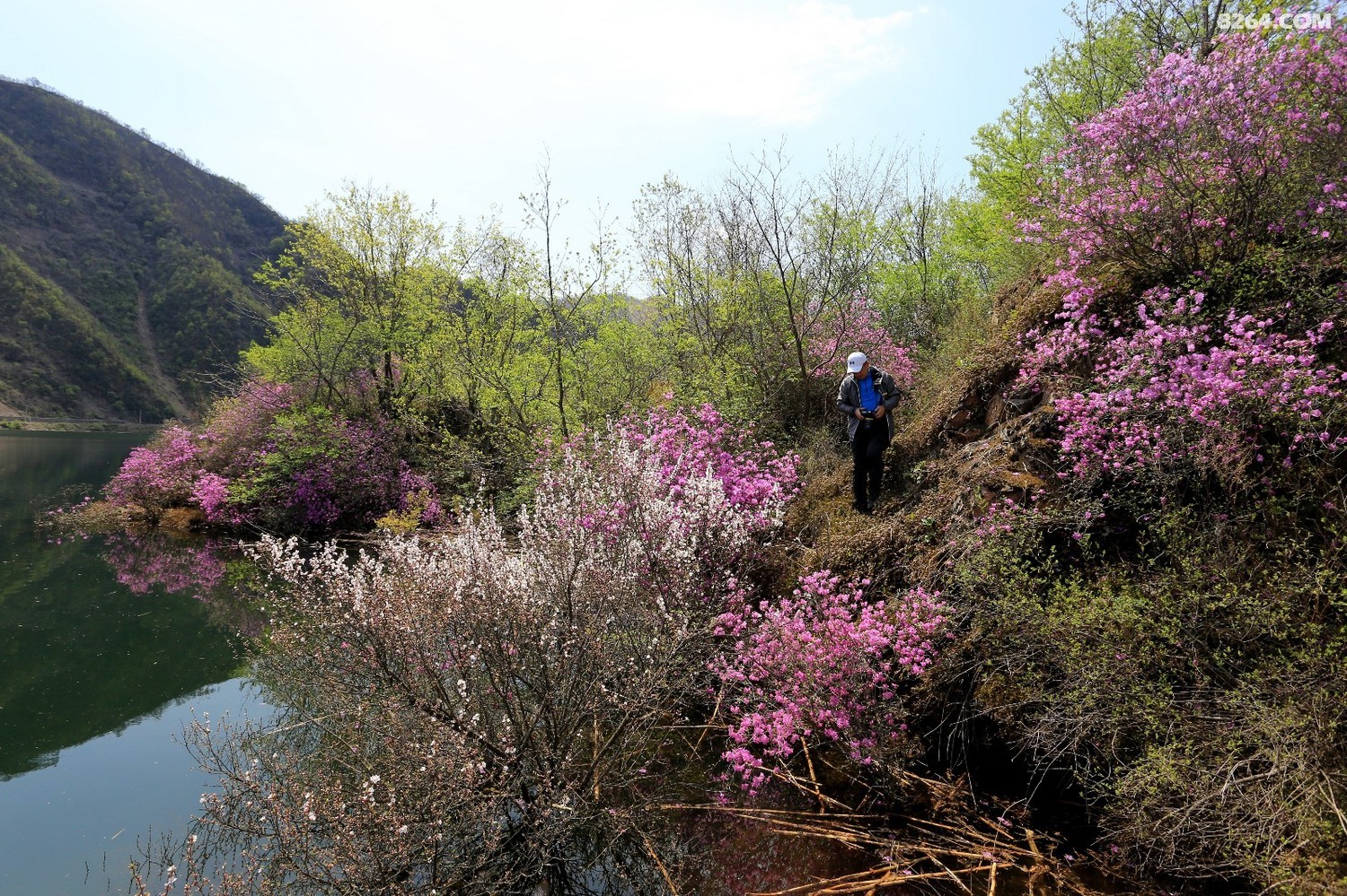 集安板石砬子赏花采菜一日游