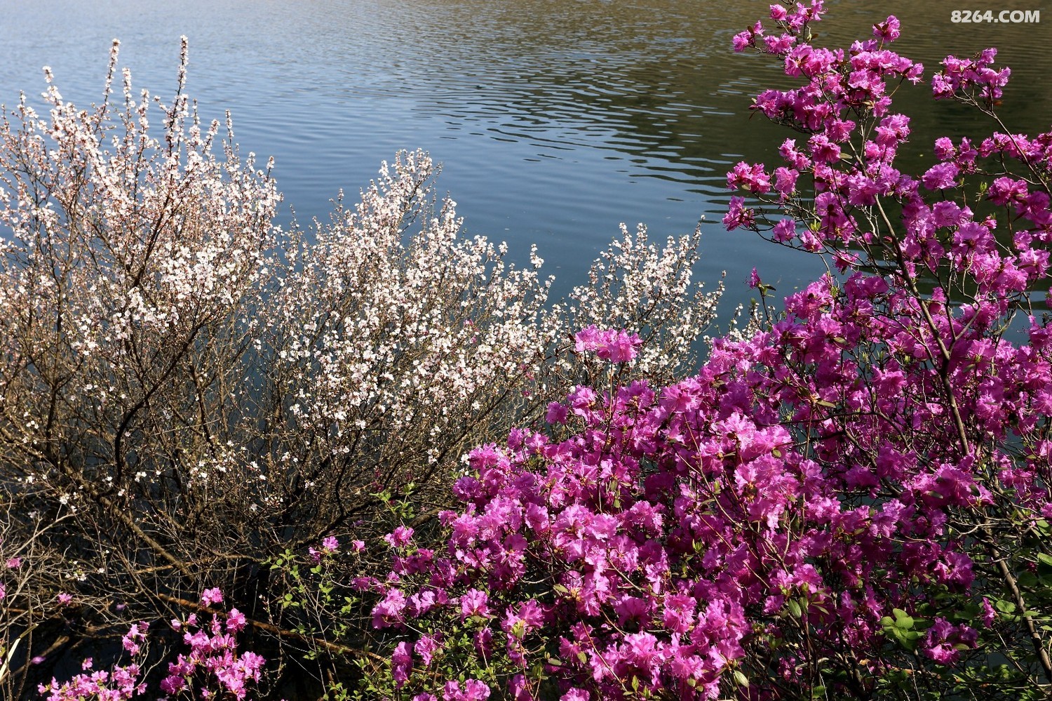 集安板石砬子赏花采菜一日游