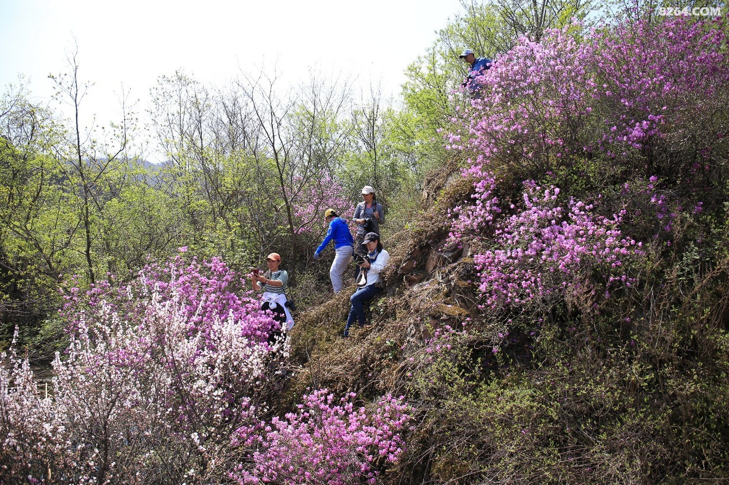 集安板石砬子赏花采菜一日游