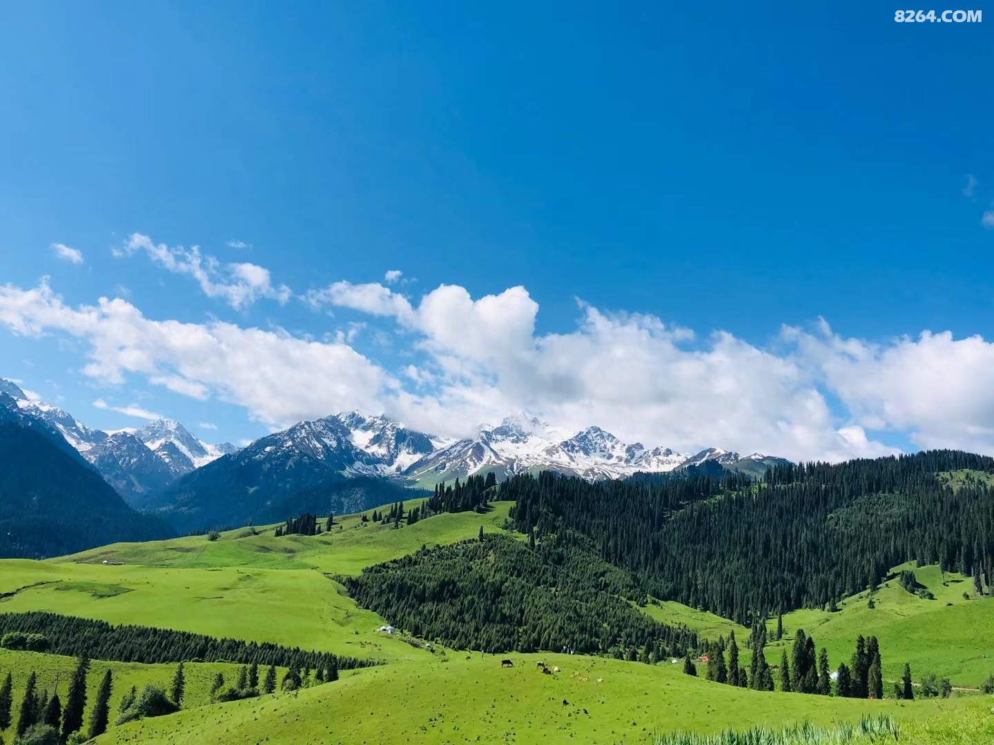 新疆伊犁恰西大草原
